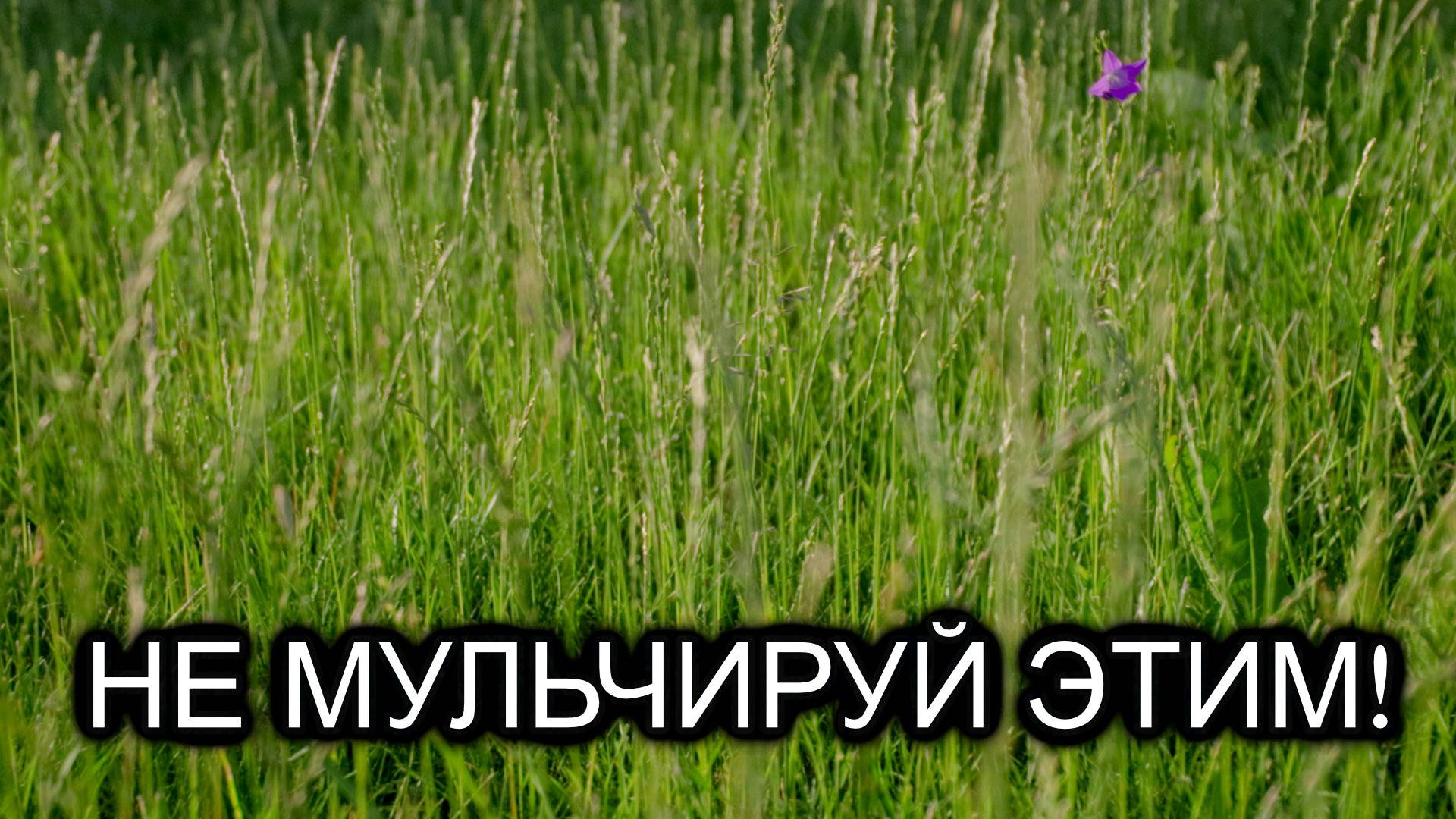 Не мульчируйте свежескошенной особенно соседской травой пока не посмотрите это видео
