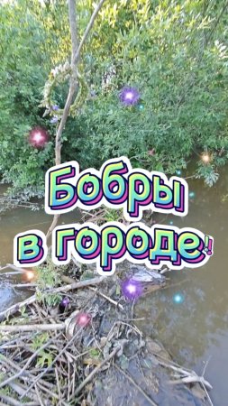 Бобровая плотина в черте города Санкт-Петербург
