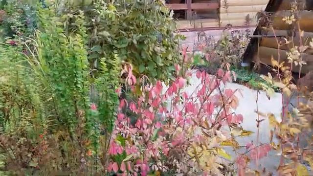 Мой летний огород часть (4)