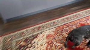 Часть 10. Охотник Егор идет по следам диких зверей