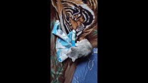 Спецназ котэ_найди вкусняшку