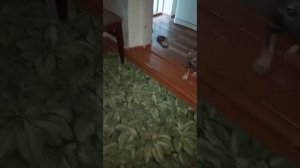Время" икс"- пятый час утра и Бакс уже готов к игрищам и поглощению еды.