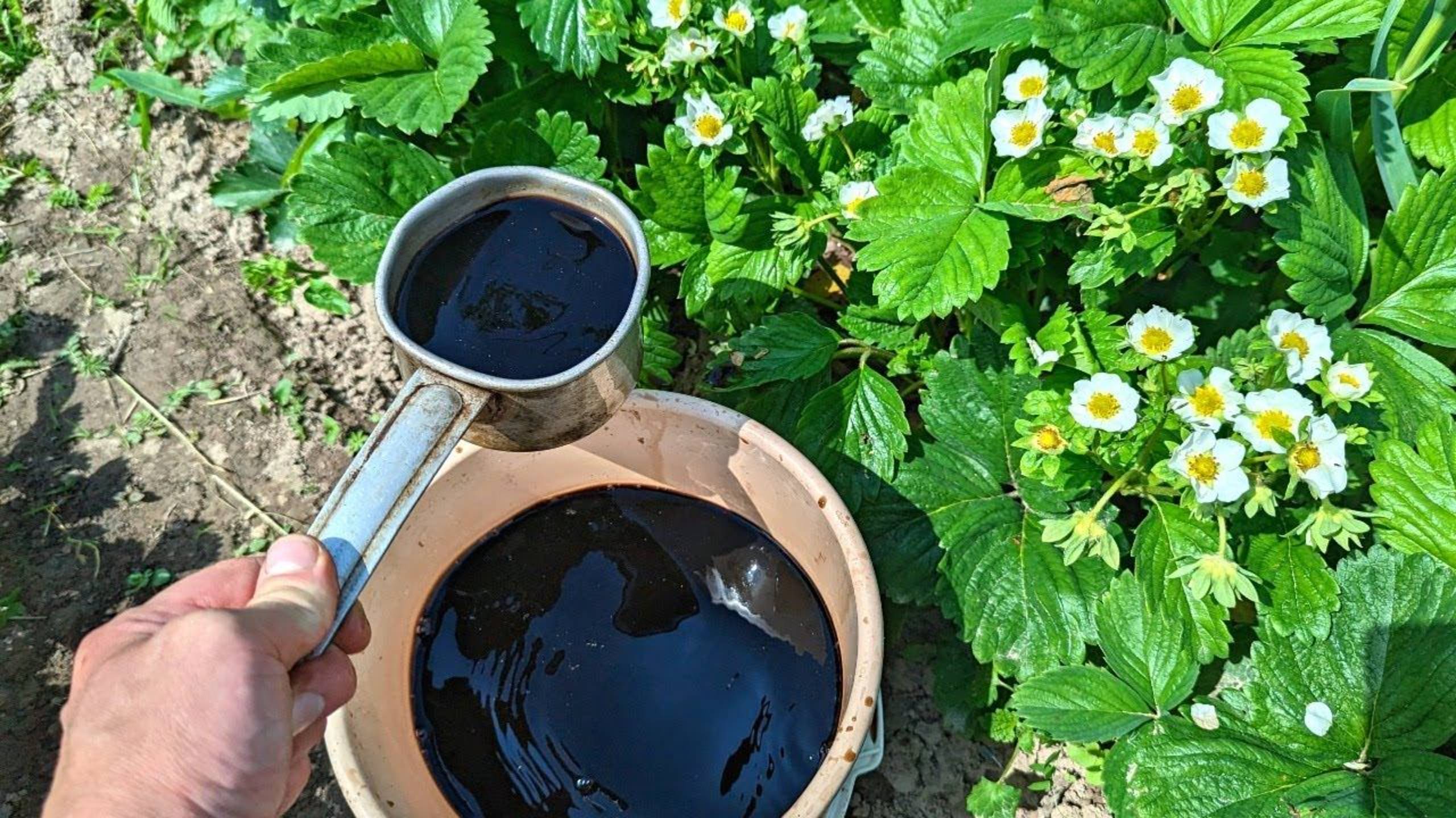 🍓 ИДЕАЛЬНАЯ ПОДКОРМКА ДЛЯ КЛУБНИКИ: Секрет длительного плодоношения и крупных ягод!