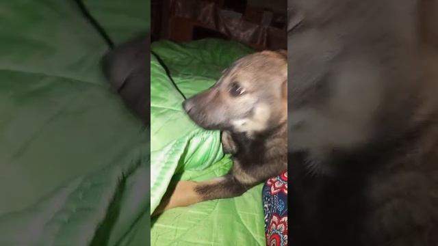 Спать или подождать и побеситься ? Бакс в раздумьях.