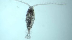 Зоопланктон и фитопланктон - зачем они вообще нужны и стоит ли заморачиваться?