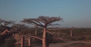 ... Баобаб - Что мы знаем про него....