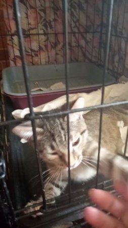 Одинокий ,но игривый. 
Дени хороший котенок.