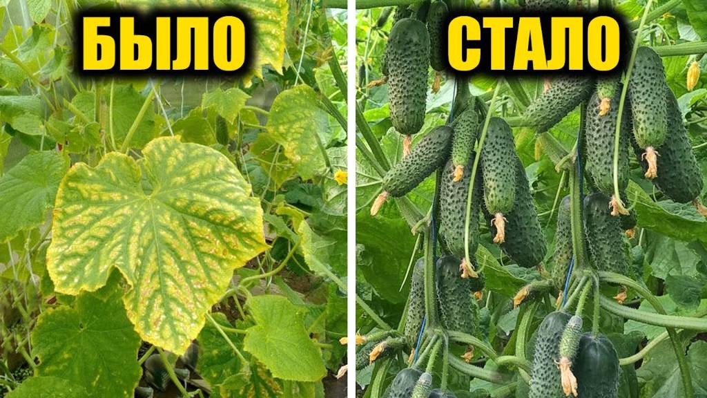 Листья ОГУРЦОВ желтеют и вянут, срочно сделайте так и будете собирать урожай вёдрами до зимы