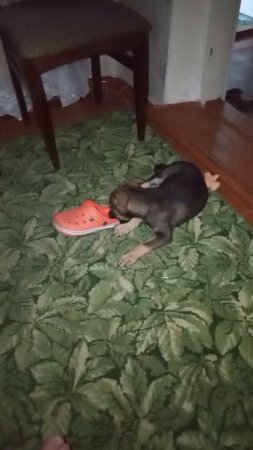 Пол- пятого утра. Сам не спит и другим не даёт. Малышу скучно.