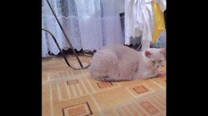 все мои песни