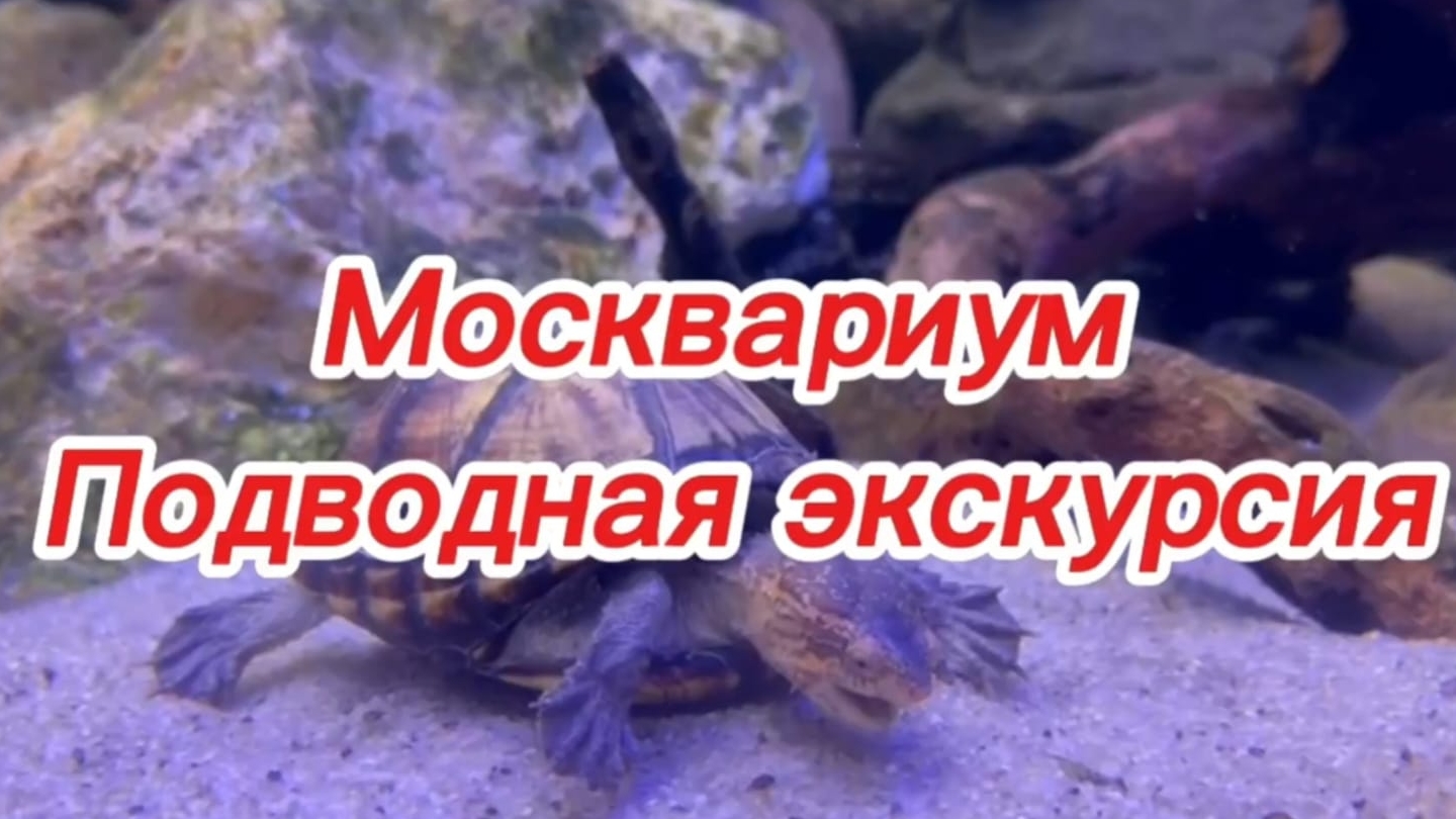 Экскурсия по Московскому океанариуму " Москварий " #fish #moskow