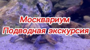 Экскурсия по Московскому океанариуму " Москварий " #fish #moskow #ocean #relax