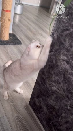 😸🧅 Я