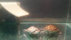 Признаки болезни красноухой черепахи. Заболела черепаха