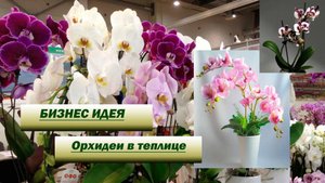 Бизнес-идея. Открытие питомника для выращивания орхидей в теплице