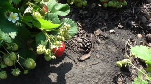 Первая клубника