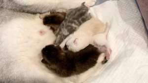 Кошка Кайли кормит котят.