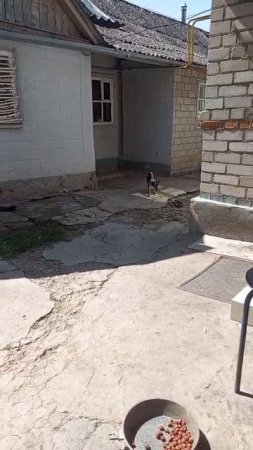 Утро изменило свое время. Взрослеет Бакс- удлиняется ночь.