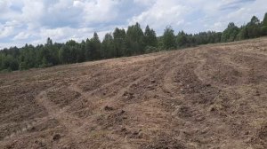 посев на арендном поле. медоносы.