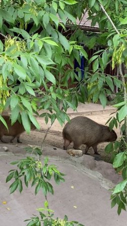 Капибары симпатяжки в Московском зоопарке