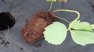 20.06.25 Сорт клубники Александра. Посадка