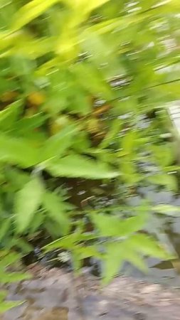 after a "light" (according to forecasters) rain - после "легкого" дождика)))