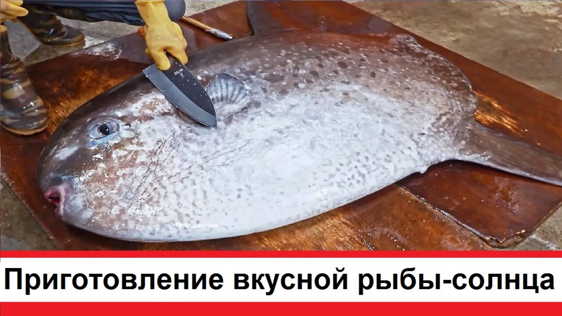 Разделка и приготовление вкусной рыбы-солнца
