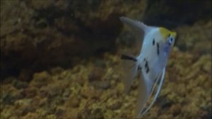 СКАЛЯРИЯ ЖЕЛТАЯ