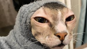 Это любовь. Пушистая и лысый друг