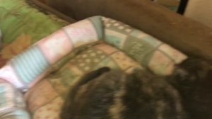 Приехал Мурзик, уехал Вася