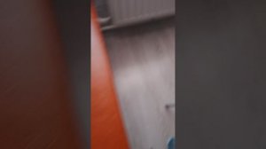 собака лаки 228