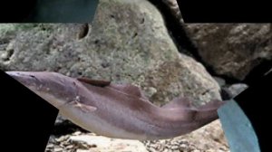 АКВАРИУМНАЯ РЫБКА  - ГИМНАРХ