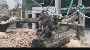 Гуляем по зоопарку. Мандрил показал себя во всей красе.
