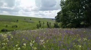 Шалфей поля и это Родина моя