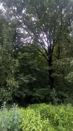 Красота леса