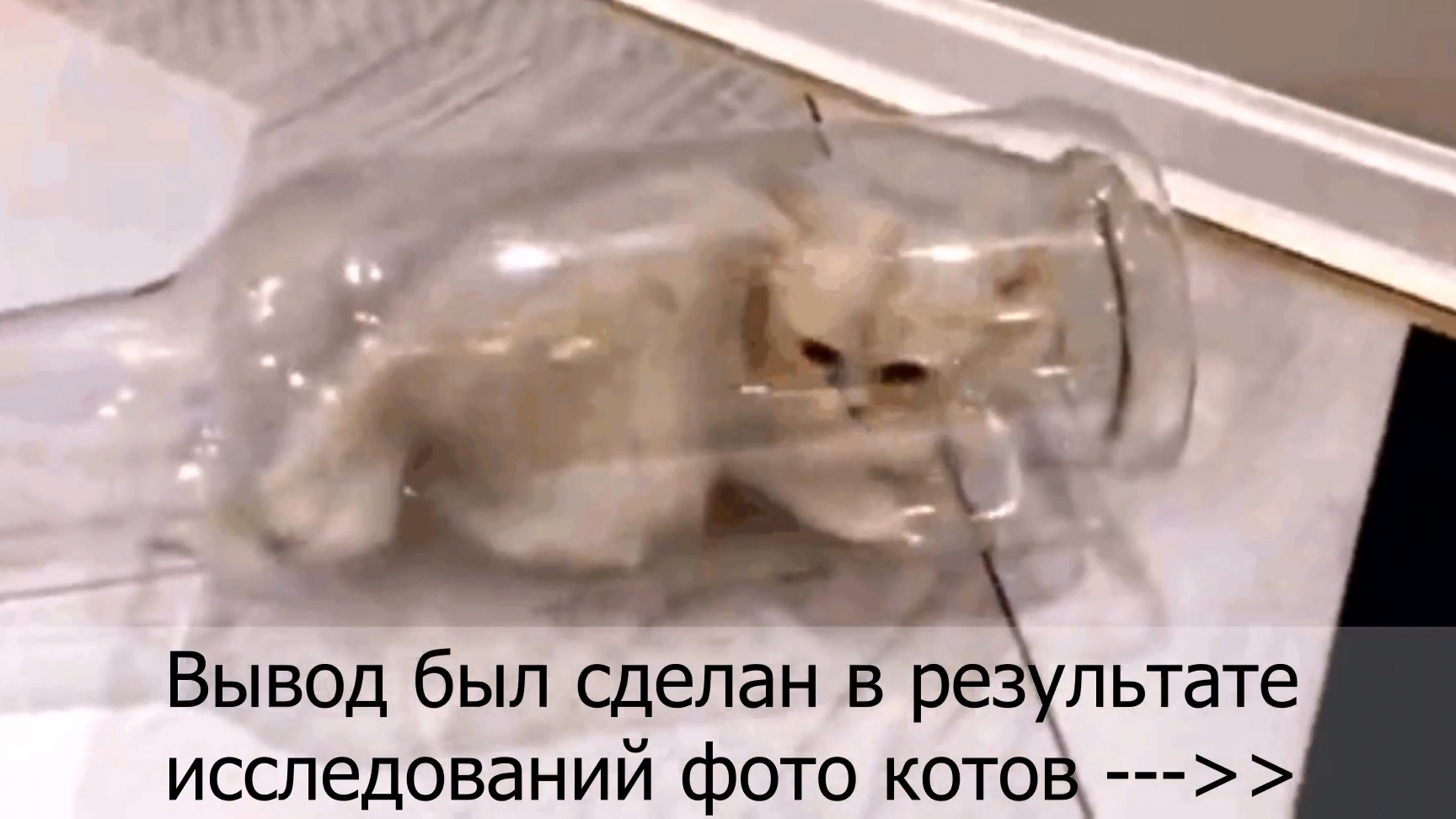 Кошки - это жидкость?!