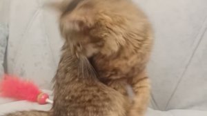 Китти УСТРОИЛА ХАОС в доме! Вы не поверите, что она натворила! 😱🐾