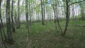 Первые грибы 2025