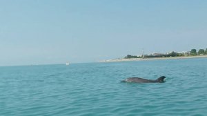 Плаваем на сапе с дельфинами в Сочи