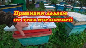 ОТ КАКИХ ПЧЕЛОСЕМЕЙ МЫ ДЕЛАЕМ ПРИВИВКИ НА МАТОК, ИНФОРМАЦИЯ ПО ПЛОДНЫМ МАТКАМ.