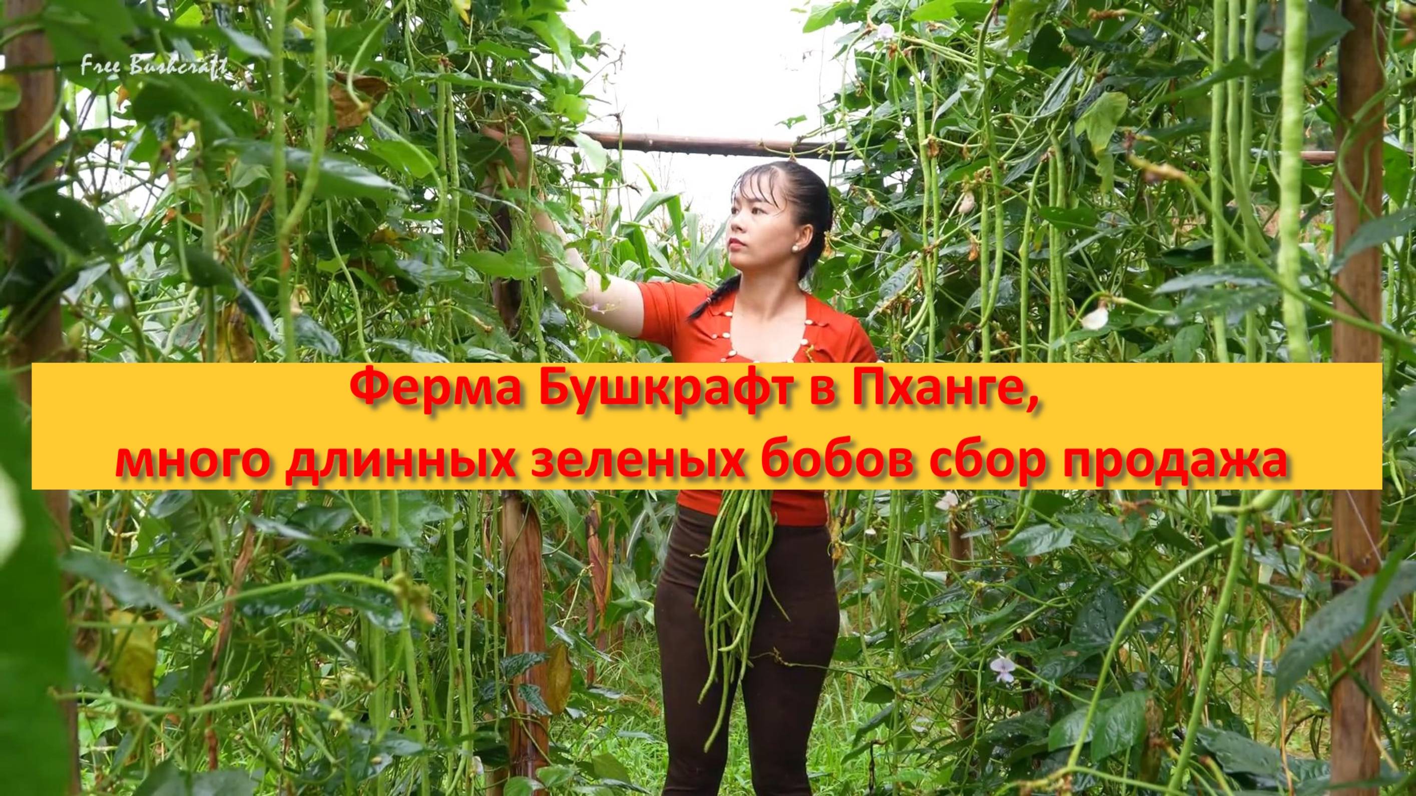 Ферма Бушкрафт в Пханге, много длинных зеленых бобов сбор продажа