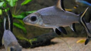 АКУЛИЙ БАЛУ - КРАСИВАЯ АКВАРИУМНАЯ РЫБКА