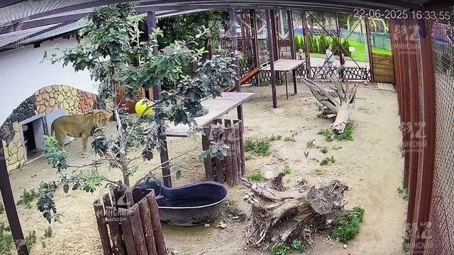 Дали мясо. Съел кусочек, остальное оставил на потом. 22.06.2025