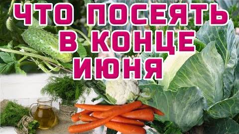 🥬ЧТО НЕ ПОЗДНО ПОСАДИТЬ В КОНЦЕ ИЮНЯ 🧅🥦 ПОТОРОПИТЕСЬ!