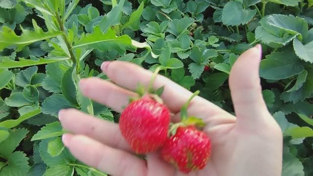 Урожай новых сортов клубники.