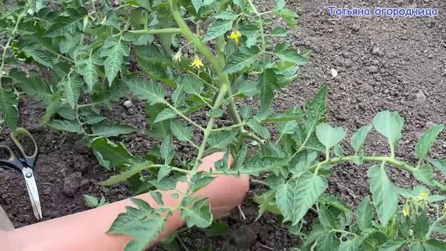 Мои томаты плодоносят раньше всех! Секрет первой обработки и ухода 🍅✨