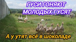 ГУСИ ГОТОВЫ ЗАГРЫЗТЬ ГУСЯТ. САМАЯ КРАСИВАЯ