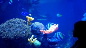 Красота под водой ч15