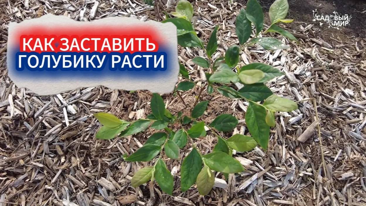 ГОЛУБИКА НЕ РАСТЕТ ПОСЛЕ ПОСАДКИ - КАК ПЕРЕЖИТЬ КРИТИЧНЫЙ ПЕРИОД АДАПТАЦИИ И ПОЛУЧАТЬ УРОЖАЙ