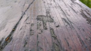 Лес
